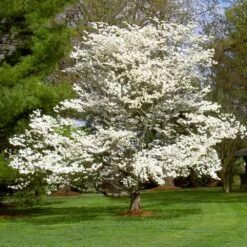 White Dogwood -Lanscapes Store White Dogwood 7 FGT