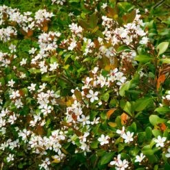 Snow White Indian Hawthorn Shrub -Lanscapes Store White Indian Hawthorn 1