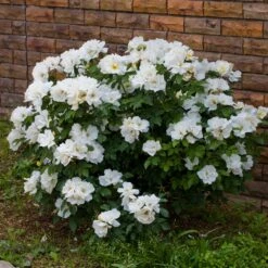 White Knock Out® Rose -Lanscapes Store White Knockout Rose 4