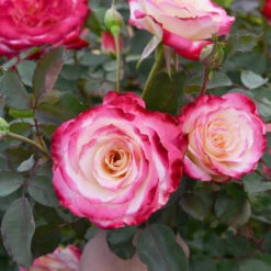White Lies™ Rose Shrub -Lanscapes Store White Lies Rose 2