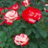 White Lies™ Rose Shrub -Lanscapes Store White Lies Rose FGT 600x600 ad66844f 0e26 4de5 81c1 d75d4dec16f7