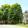 White Oak Tree -Lanscapes Store White Oak FGT 600x600 3835e79a 6a5a 4c4b 9b1f 2e78498ef757