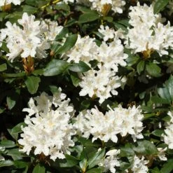 White Rhododendron -Lanscapes Store White Rhododendron 2 FGT
