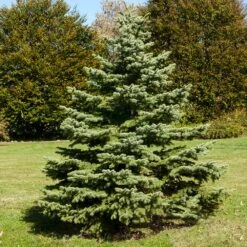 White Spruce Tree -Lanscapes Store White Spruce Tree 1 FGT
