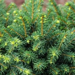 White Spruce Tree -Lanscapes Store White Spruce Tree 3 FGT