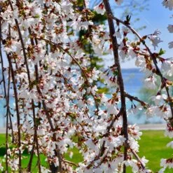 White Weeping Cherry Tree -Lanscapes Store White Weeping Cherry 3 FGT