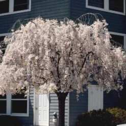 White Weeping Cherry Tree -Lanscapes Store White Weeping Cherry 6