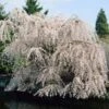 White Weeping Cherry Tree -Lanscapes Store White Weeping Cherry FGT 600x600 2772d3e2 e793 4828 9adb a164daf8ea05