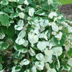 Whitewater Redbud Tree -Lanscapes Store Whitewater Redbud 2