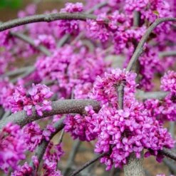 Whitewater Redbud Tree -Lanscapes Store Whitewater Redbud 3