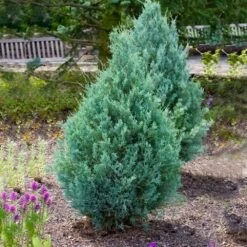 Juniper 'Wichita Blue' Tree -Lanscapes Store Wichita Blue Juniper 4