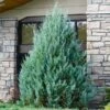 Juniper 'Wichita Blue' Tree -Lanscapes Store Wichita Blue Juniper FGT 600x600 98f51b0e 0d59 4016 a314 0615788fed70
