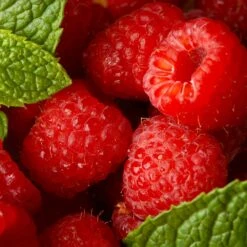 Willamette Red Raspberry Bush -Lanscapes Store Wiliamette Raspberry 5 FGT