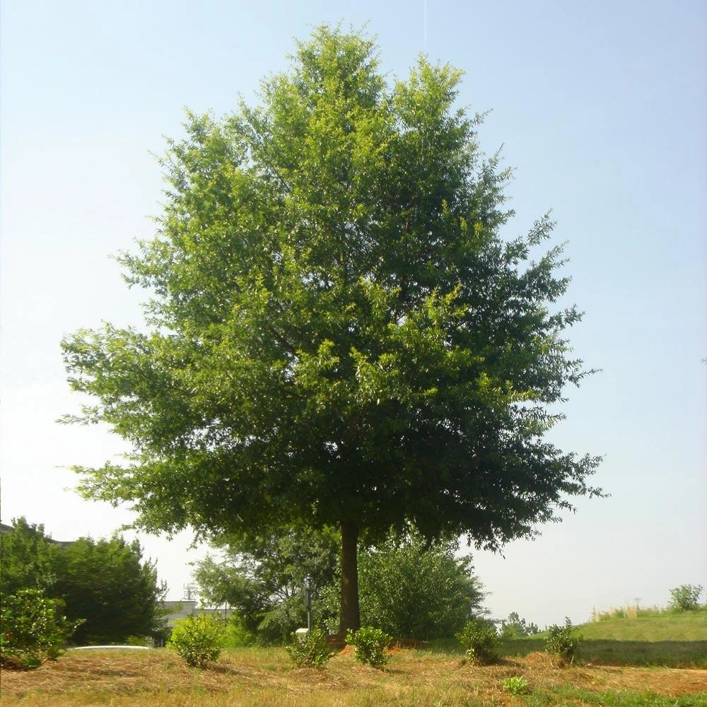 Willow Oak Tree 4 Willow Oak Tree - Image 2