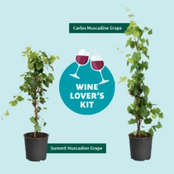 Wine Lover's Kit 9 Wine Lover's Kit -Lanscapes Store WineLoversKitGraphic 2