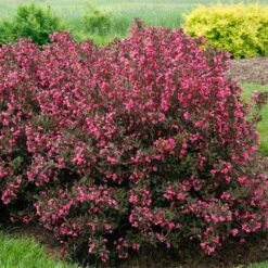 Wine & Roses® Weigela Shrub -Lanscapes Store Wine and Roses Weigela 2 FGT