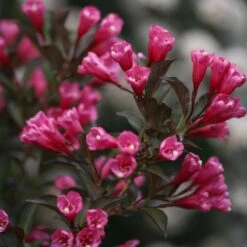 Wine & Roses® Weigela Shrub -Lanscapes Store Wine and Roses Weigela 3 FGT