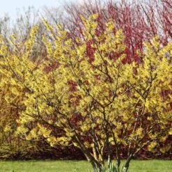 Common Witch Hazel Shrub -Lanscapes Store Witch Hazel 6