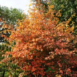 Common Witch Hazel Shrub -Lanscapes Store Witch Hazel 7