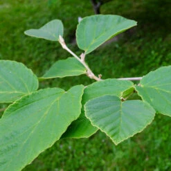 Diane Witch Hazel Shrub -Lanscapes Store Witch Hazel Diane 2