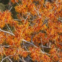 Jelena Witch Hazel Shrub -Lanscapes Store Witch Hazel Jelena 1
