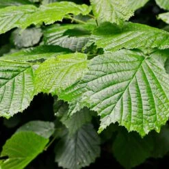 Jelena Witch Hazel Shrub -Lanscapes Store Witch Hazel Jelena 4