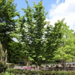 Jelena Witch Hazel Shrub -Lanscapes Store Witch Hazel Jelena 6