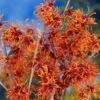 Jelena Witch Hazel Shrub 1 Jelena Witch Hazel Shrub -Lanscapes Store Witch Hazel Jelena 600x600jpg