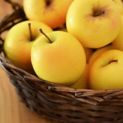 Golden Delicious Apple Tree -Lanscapes Store Yellow Delicious Apples 4 FGT