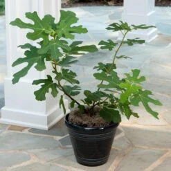 Yellow Fig Tree 9 Yellow Fig Tree -Lanscapes Store Yellow Fig 4