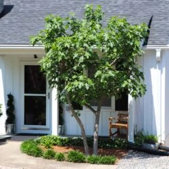 Yellow Fig Tree 11 Yellow Fig Tree -Lanscapes Store Yellow Fig 5