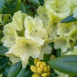 Yellow Rhododendron 7 Yellow Rhododendron -Lanscapes Store Yellow Rhododendron 2 FGT