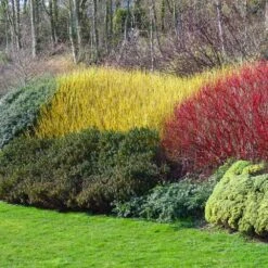 Yellow Twig Dogwood Shrub -Lanscapes Store Yellow Twig Dogwood 1