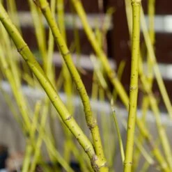 Yellow Twig Dogwood Shrub -Lanscapes Store Yellow Twig Dogwood 4 FGT