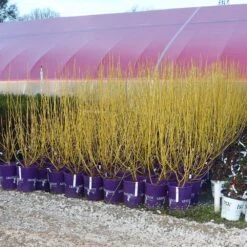 Yellow Twig Dogwood Shrub -Lanscapes Store Yellow Twig Dogwood 8