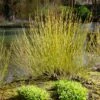 Yellow Twig Dogwood Shrub -Lanscapes Store Yellow Twig Dogwood FGT 600x600 3b356f68 5193 4190 99ba deced1892076