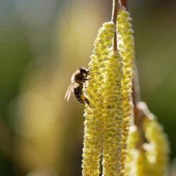 York Filbert Hazelnut 13 York Filbert Hazelnut -Lanscapes Store York Hazelnut 2