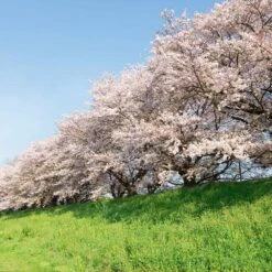 Yoshino Cherry Tree 10 Yoshino Cherry Tree -Lanscapes Store Yoshino Cherry 7 FGT