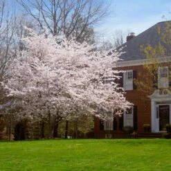 Yoshino Cherry Tree 11 Yoshino Cherry Tree -Lanscapes Store Yoshino Cherry 8 FGT