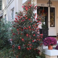 Yuletide Camellia -Lanscapes Store Yuletide Camellia 4 BB