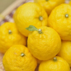 Yuzu Tree -Lanscapes Store Yuzu Citrus 1 FGT