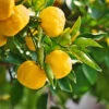 Yuzu Tree -Lanscapes Store Yuzu Citrus FGT 600x600 f4fe55aa 8325 4d58 8b4b 8490fdfe6633