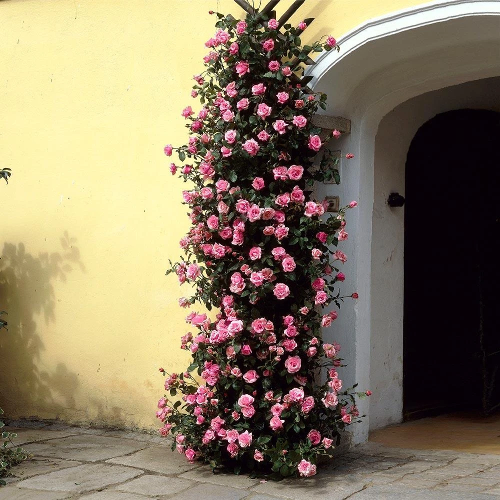 Zephirine Drouhin Climbing Rose 3 Zephirine Drouhin Climbing Rose