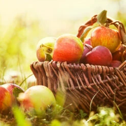 Zestar Apple Tree -Lanscapes Store Zestar Apple 2