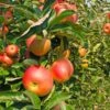 Zestar Apple Tree -Lanscapes Store Zestar Apple FGT 600x600 33124e32 4de1 4553 9173 3ff4b1b2002f