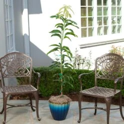 Condo Mango Tree -Lanscapes Store condo mango 1