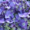 Let's Dance® Blue Jangles Hydrangea Shrub -Lanscapes Store hydrangea lets dance blue jangles FGT 600x600 25bcb94d 9c22 4f28 98ac dd802bf22f52