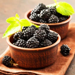 Kiowa Blackberry Bush -Lanscapes Store kiowa blackberry 3