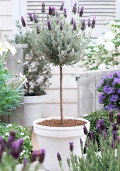Lavender Standard Topiary Tree -Lanscapes Store lavender topiary 600