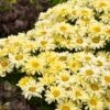 Amazing Daisies® ‘Banana Cream II’ Shasta Daisy -Lanscapes Store leucanthemum amazing daisies banana cream 600x600 531c4232 61e9 4bcb 9c95 8a26da3c59e2